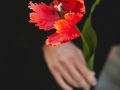 тюльпан